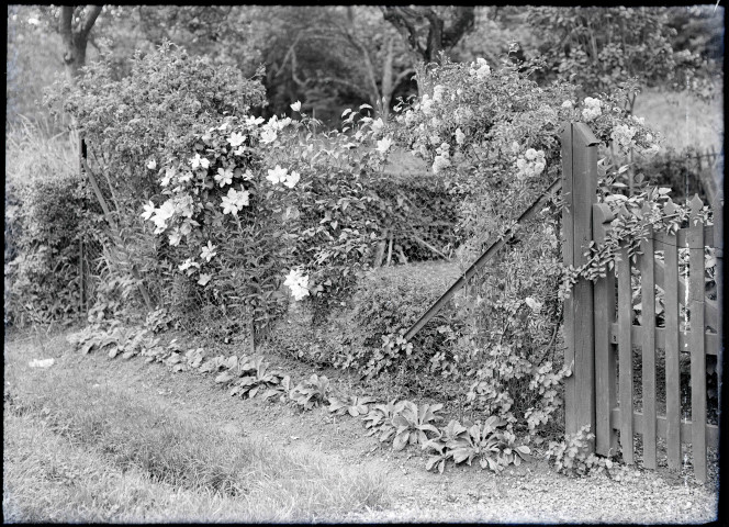 Rosiers et fruits de la passion en fleurs dans une haie de Rosay-sur-Lieure (Eure).