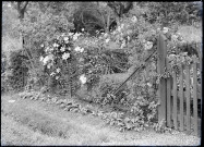 Rosiers et fruits de la passion en fleurs dans une haie de Rosay-sur-Lieure (Eure).