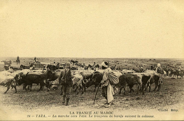 TAZA - La marche vers Taza. Le troupeau de bœufs suivant la colonne