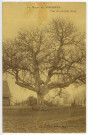 Vironvay. Le Noyer de Vironvay, près de Louviers.