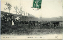 Andelys (Les). Vaches au Pâturage.