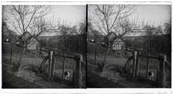 Chien qui monte la garde à la barrière d'un potager dans la campagne de Rosay-sur-Lieure (Eure).