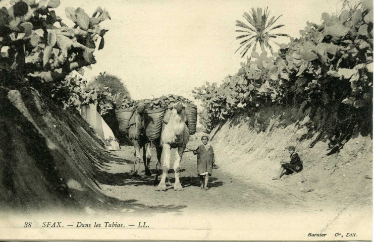 SFAX. - Dans les Tabias