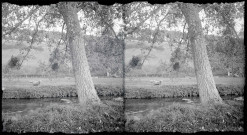 Moutons dans les prés au bord d'une rivière traversant la campagne normande.