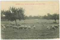 Mézières-en-Vexin. Moutons au pâturage et perspective sur l'Eglise.