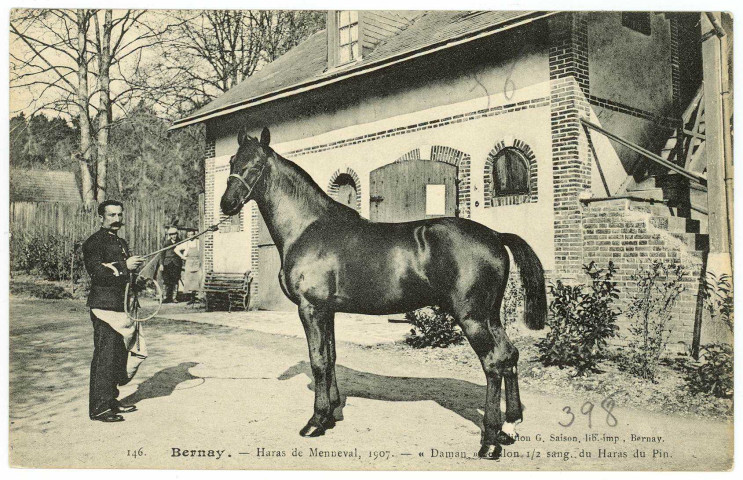 Menneval. Haras de Menneval, 1907. - «Daman», étalon 1/2 sang. Du Haras du Pin.