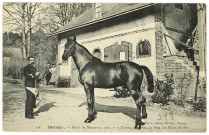 Menneval. Haras de Menneval, 1907. - «Daman», étalon 1/2 sang. Du Haras du Pin.