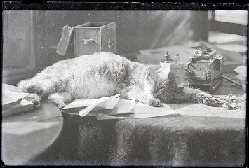 Chat faisant la sieste. Photographie de l'Abbé Bretocq, cote 36 Fi 3334