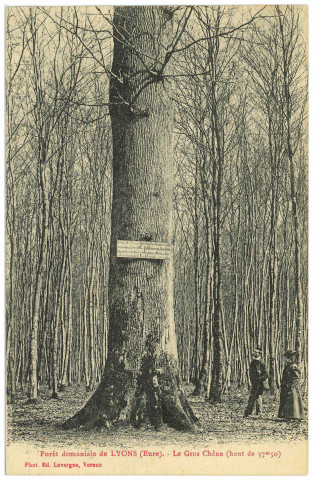 Lyons-la-Forêt. Forêt domaniale de Lyons (Eure). - Le Gros Chêne (haut de 37m50).
