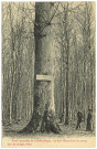 Lyons-la-Forêt. Forêt domaniale de Lyons (Eure). - Le Gros Chêne (haut de 37m50).
