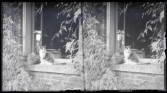 Chats de l'abbé Gabriel Bretocq sur l'appuie de fenêtre du presbytère de Rosay-sur-Lieure (Eure).