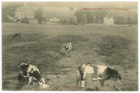 Ménesqueville. Les Pâturages.