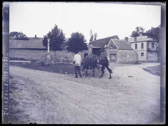 Homme guidant un taureau sur un chemin de campagne le 3 juin 1901.