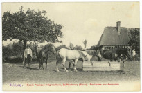 Neubourg (Le). Ecole Pratique d'Agriculture - Le Neubourg (Eure) - Pouliches percheronnes.