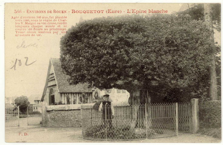 Bouquetot. L'Epine Blanche-Agée d'environ 540 ans, fut plantée vers 1360, sous le règne de Charles V. Malgré sa vieillesse, verdit toujours chaque année et se couvre de fleurs au printemps. Tronc creux soutenu par une armature de fer.