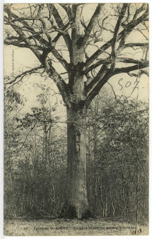 Saint-André-de-l'Eure. Forêt de St-André - Le gros chêne du poteau d'Orléans.