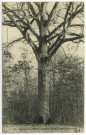 Saint-André-de-l'Eure. Forêt de St-André - Le gros chêne du poteau d'Orléans.