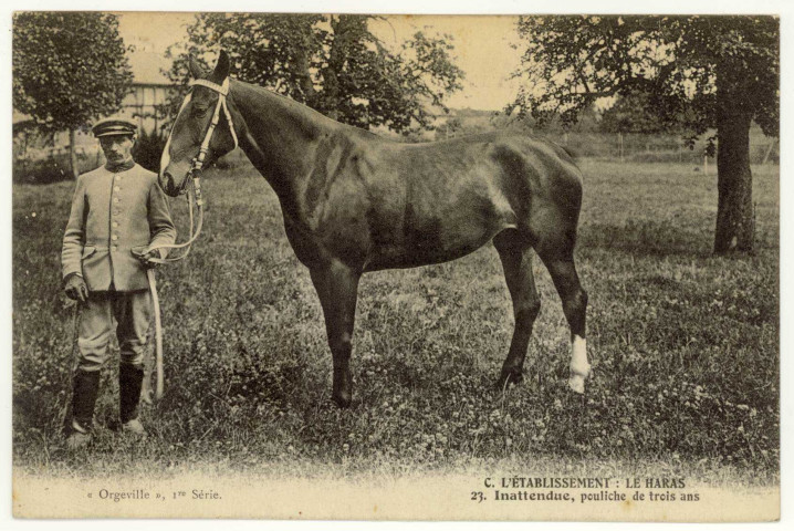Caillouet-Orgeville. L'établissement : Le Haras : Inattendue, pouliche de trois ans.