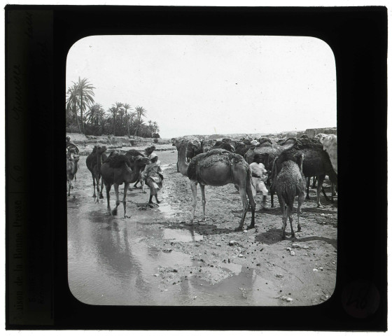 Chameaux dans l'oued Bayech à Gafsa (Tunisie).