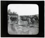 Chameaux dans l'oued Bayech à Gafsa (Tunisie).
