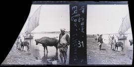 Bain du bétail à Edfou (Égypte).