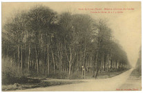 Lyons-la-Forêt. Forêt de Lyons (Eure). - Réserve artistique du Catelier. Futaie de hêtre de 2 à 3 siècle.