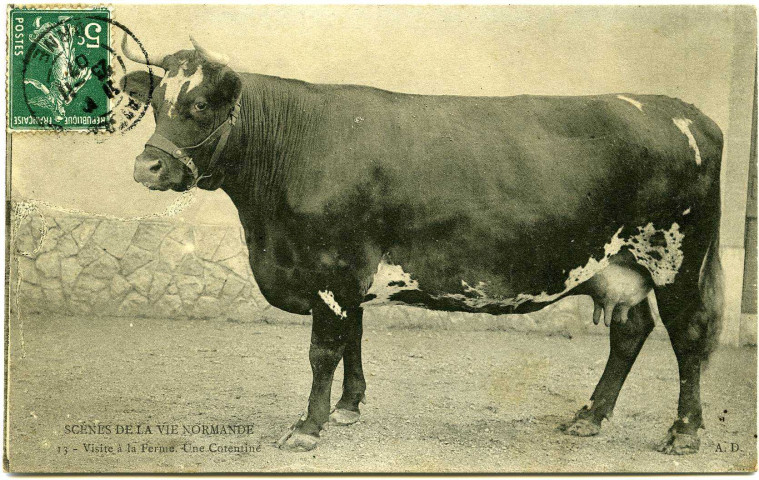 Divers. Scènes de la Vie Normande. - Visite à la Ferme : Une Cotentine.
