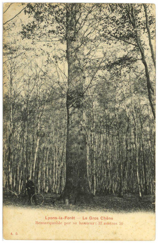 Lyons-la-Forêt. Le Gros Chêne.
