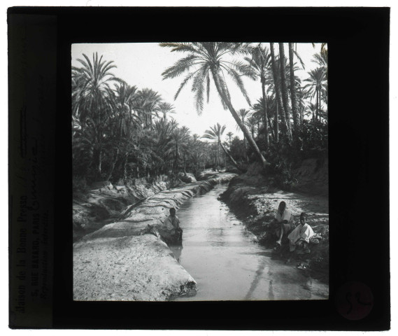 Oasis de Tozeur (Tunisie).