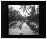Oasis de Tozeur (Tunisie).