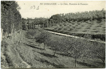 Divers. En Normandie. - Le Cidre, Plantation de Pommiers.