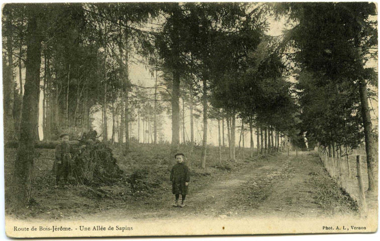 Bois-Jérôme-Saint-Ouen. Route de Bois-Jérôme. - Une Allée de Sapins.