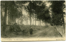 Bois-Jérôme-Saint-Ouen. Route de Bois-Jérôme. - Une Allée de Sapins.