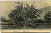 Divers. En Normandie. - Etude de Pommiers.