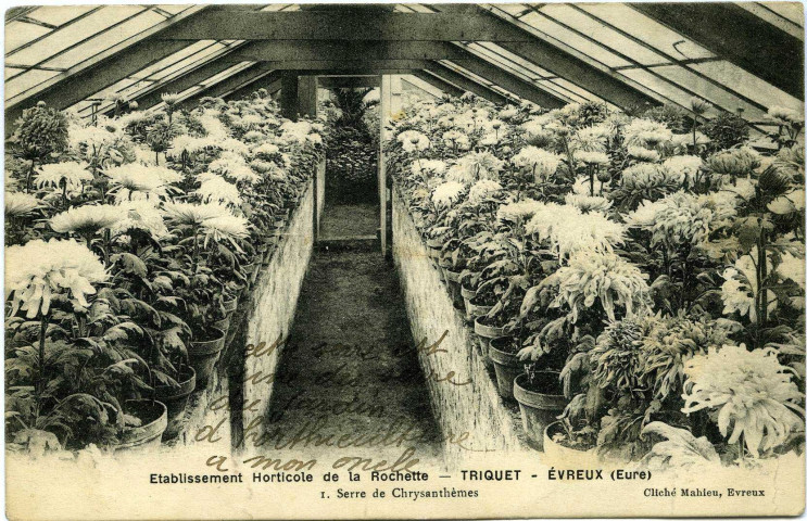 Evreux-Ville. Établissement Horticole de la Rochette - Triquet - Serre de Chrysanthèmes.