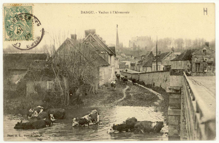 Dangu. Vaches à l'Abreuvoir.