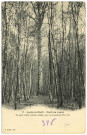 Lyons-la-Forêt. Forêt de Lyons - Le gros chêne (classé célèbre par sa hauteur) 37m50.