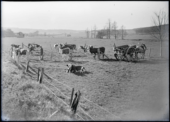 Vacher et son troupeau dans la campagne de Rosay-sur-Lieure (Eure).