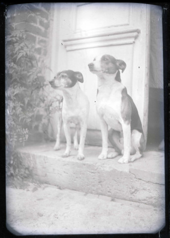Chiens de l'abbé Bretocq assis sur le perron d'une maison.