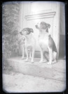 Chiens de l'abbé Bretocq assis sur le perron d'une maison.
