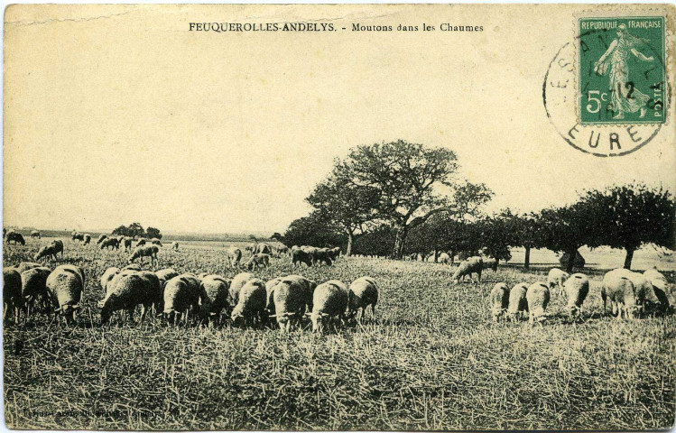 Andelys (Les). Feuguerolles-Andelys - Moutons dans les chaumes.