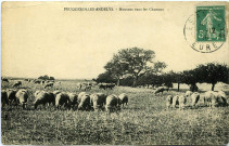 Andelys (Les). Feuguerolles-Andelys - Moutons dans les chaumes.