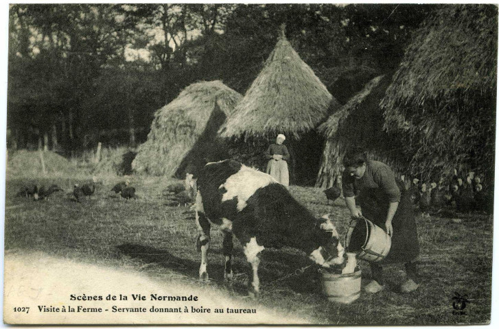 Divers. Scènes de la Vie Normande. - Visite à la Ferme : Servante donnant à boire au taureau.