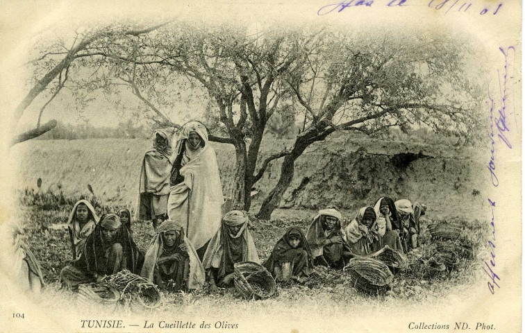 TUNISIE. - La Cueillette des Olives