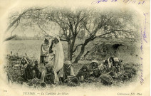 TUNISIE. - La Cueillette des Olives