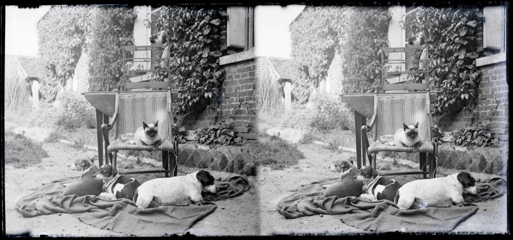 Chats, chiens et canaris de l'abbé Bretocq faisant la sieste devant le presbytère de Rosay-sur-Lieure (Eure).