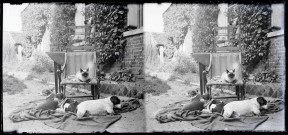 Chats, chiens et canaris de l'abbé Bretocq faisant la sieste devant le presbytère de Rosay-sur-Lieure (Eure).
