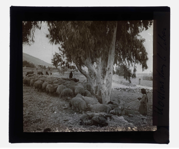Moutons dans la campagne du Liban.