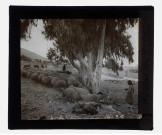 Moutons dans la campagne du Liban.