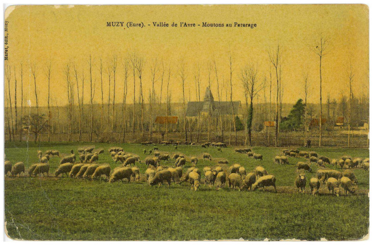 Muzy. Vallée de l'Avre - Moutons au Pâturage.
